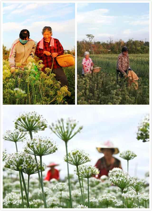临淄又一美食上市：魏家韭花酱