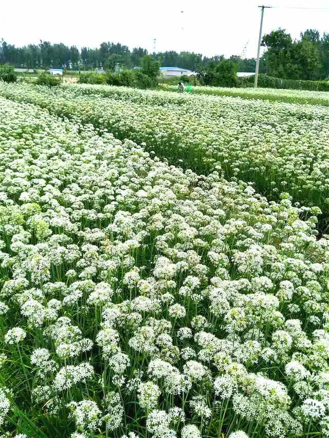 临淄又一美食上市：魏家韭花酱