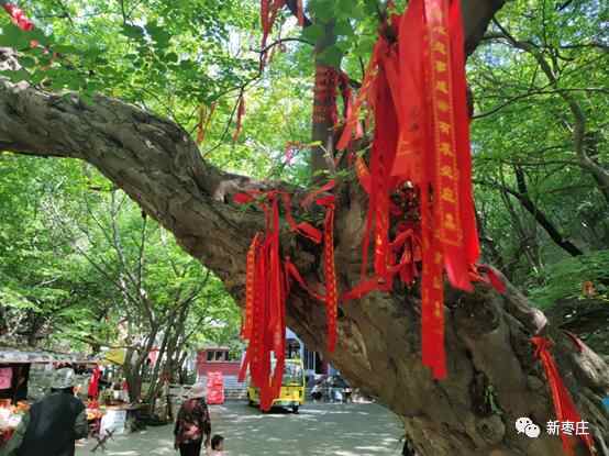 这里是“中国石榴之乡”，十一假期来枣庄这里看美景、品石榴