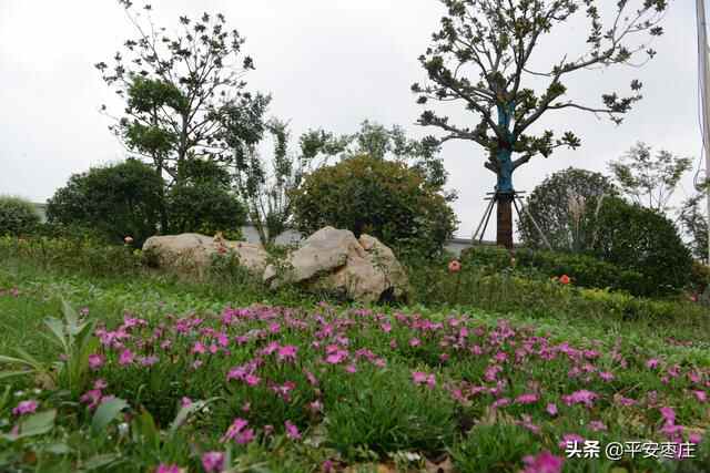 来了，滕州“口袋公园”地图