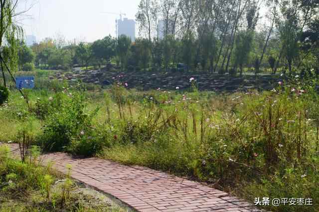 来了，滕州“口袋公园”地图