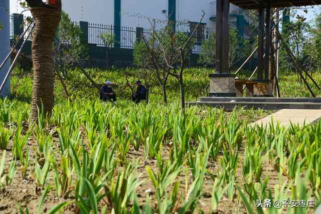 来了，滕州“口袋公园”地图