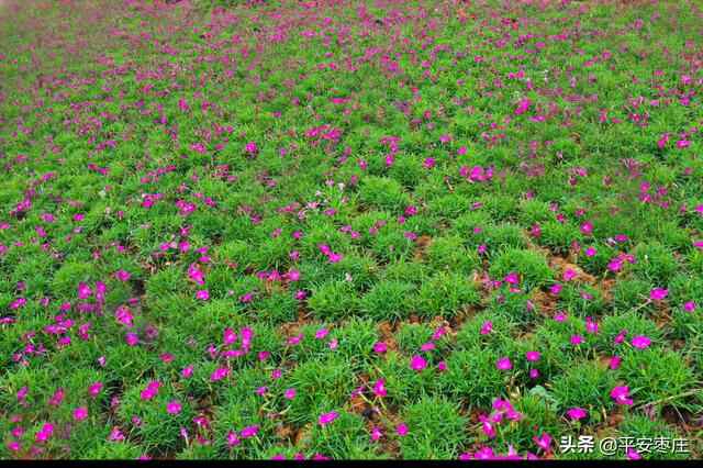 来了，滕州“口袋公园”地图