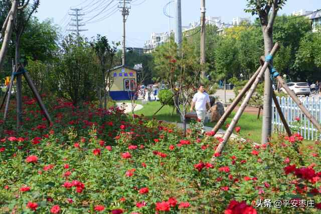 来了，滕州“口袋公园”地图