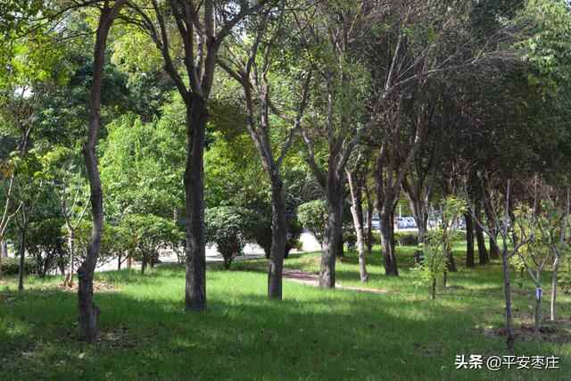 来了，滕州“口袋公园”地图