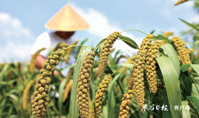 枣庄：多彩金秋 “丰”景如画