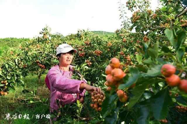 枣庄：多彩金秋 “丰”景如画
