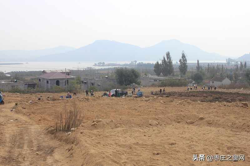 助力乡村振兴 | 白刺果树落户山亭区店子镇高崖村，增添致富新途径