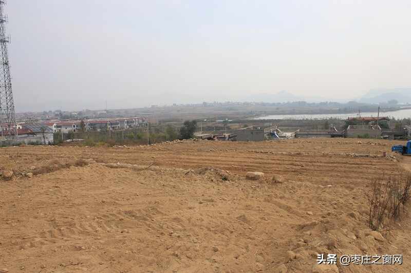 助力乡村振兴 | 白刺果树落户山亭区店子镇高崖村，增添致富新途径
