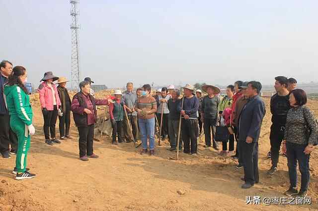 助力乡村振兴 | 白刺果树落户山亭区店子镇高崖村，增添致富新途径