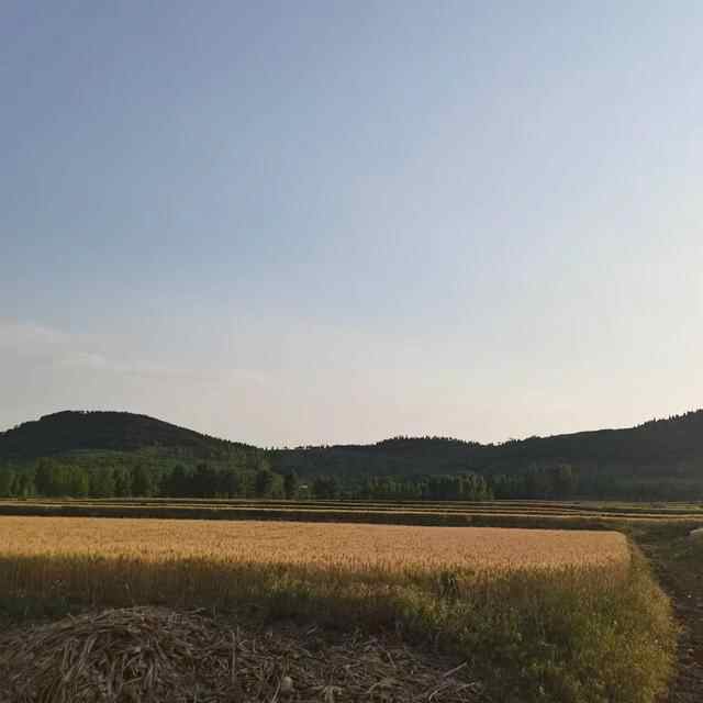 探访滕州市滨湖镇金沙山家庭农场经理施治水发展智慧农业的秘诀