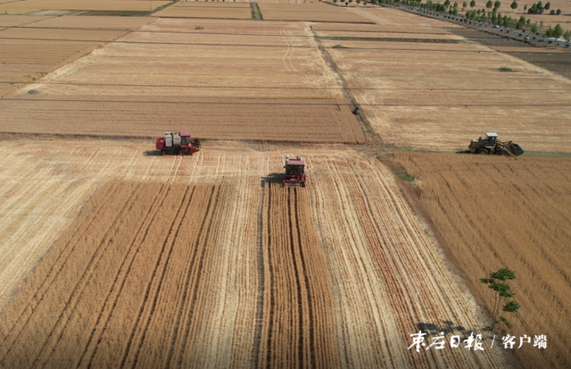 滕州：小麦开镰收割 夏收拉开序幕