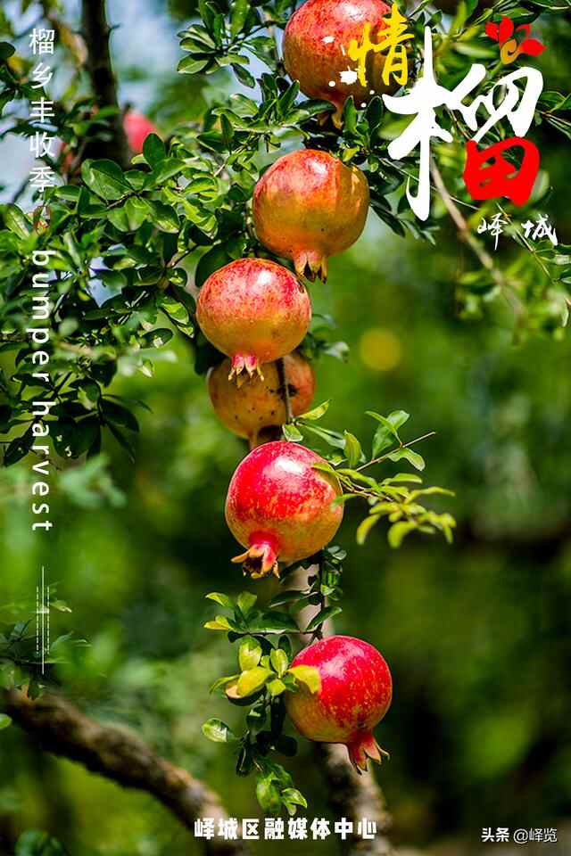 丰收季 | 情“榴”峄城