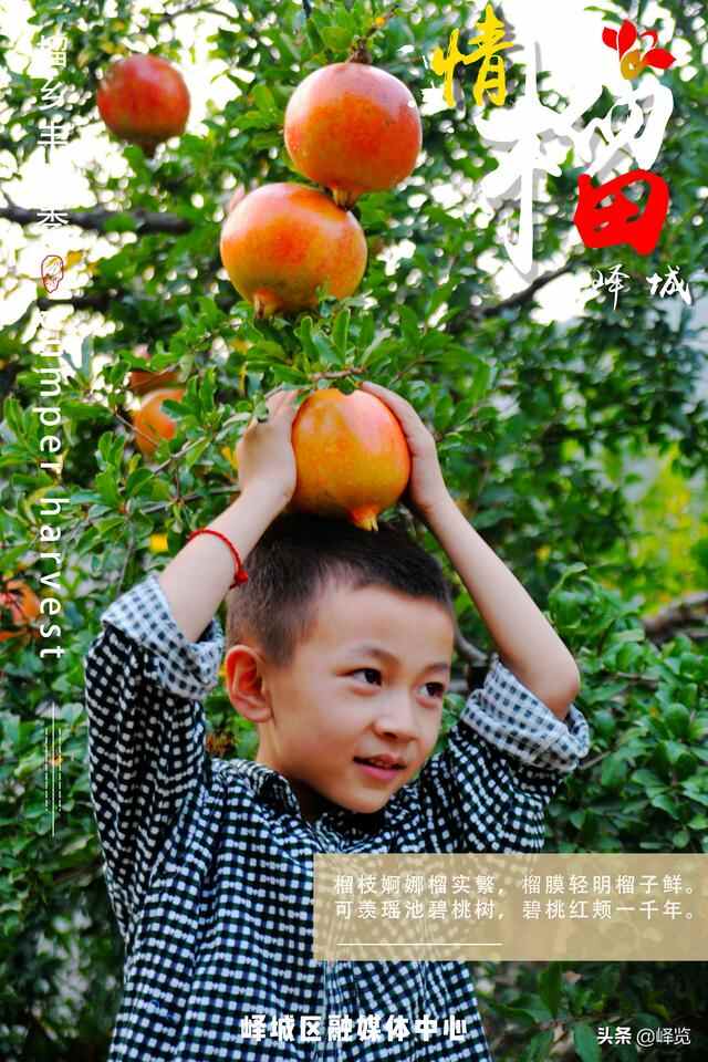 丰收季 | 情“榴”峄城
