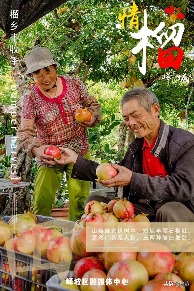 丰收季 | 情“榴”峄城