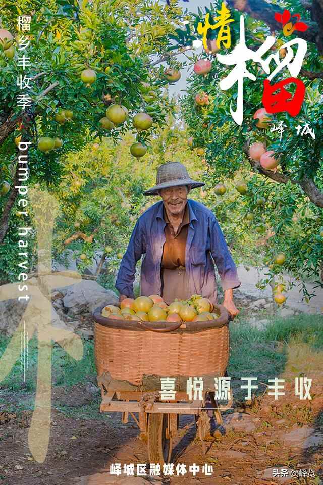 丰收季 | 情“榴”峄城
