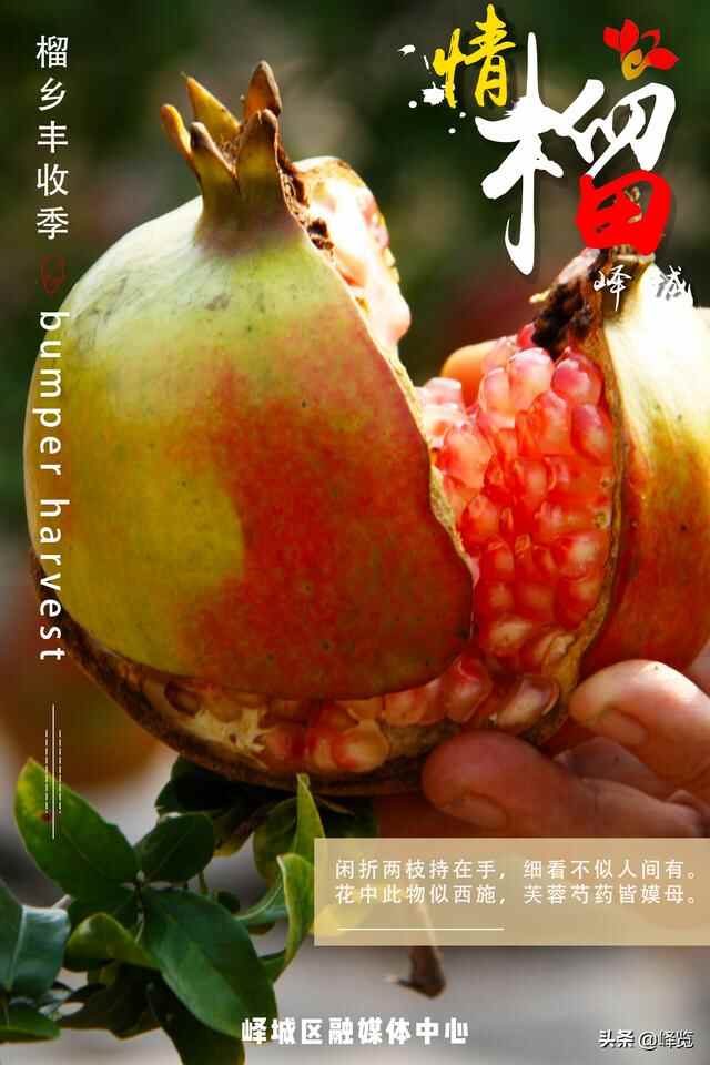 丰收季 | 情“榴”峄城