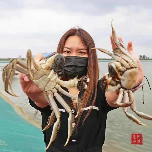 领“鲜”垦利 · 感“蟹”有你！黄河口大闸蟹今日开捕