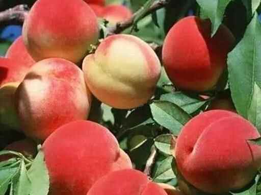 东营特色美食，你都吃过吗？