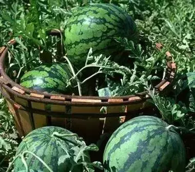 东营特色美食，你都吃过吗？