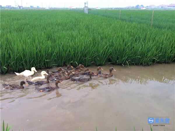 东营印象·美食｜黄河口大米：一家煮饭十家香