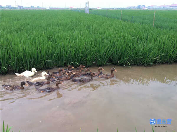 东营印象·美食｜黄河口大米：一家煮饭十家香