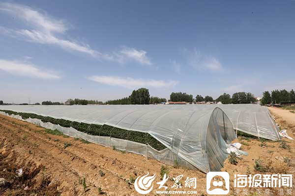 小红薯牵动产业大发展 滕州市艳霞农业种植专业合作社红薯产业种出“致富路”