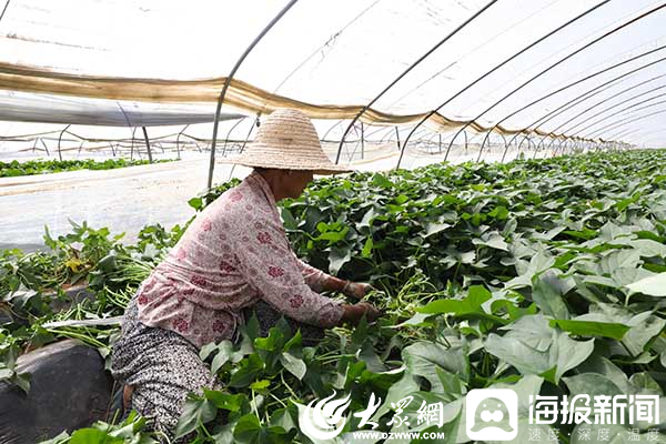 小红薯牵动产业大发展 滕州市艳霞农业种植专业合作社红薯产业种出“致富路”