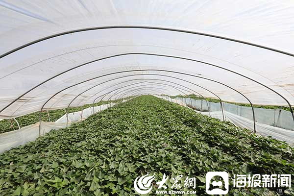 小红薯牵动产业大发展 滕州市艳霞农业种植专业合作社红薯产业种出“致富路”