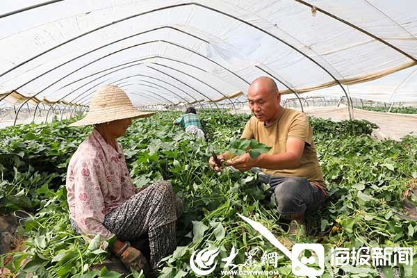 小红薯牵动产业大发展 滕州市艳霞农业种植专业合作社红薯产业种出“致富路”