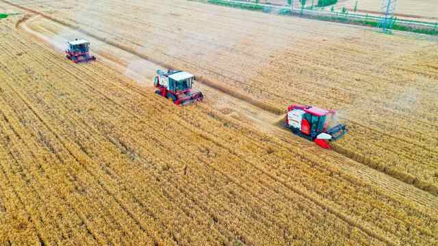滕州：济麦44亩均产量超800公斤
