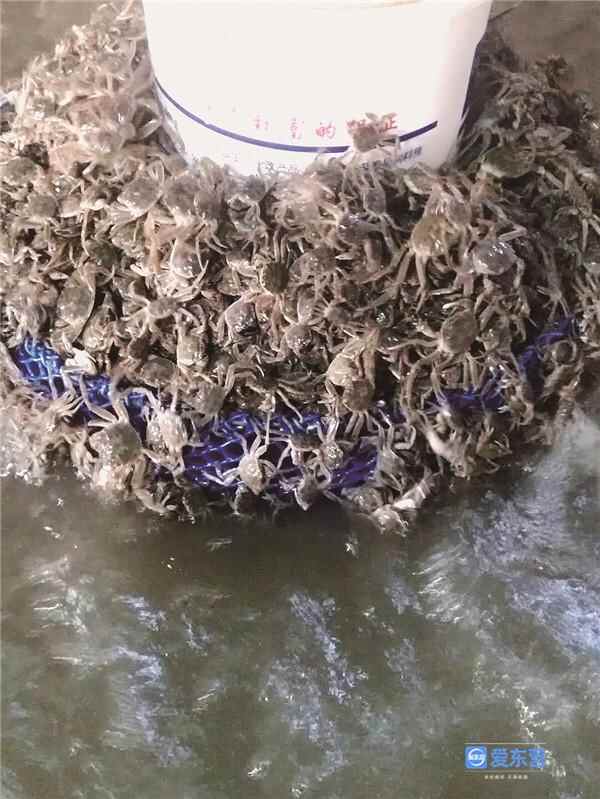 东营印象·美食｜我叫大闸蟹 家在黄河口