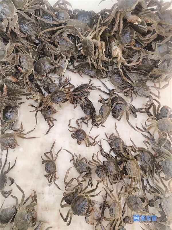 东营印象·美食｜我叫大闸蟹 家在黄河口