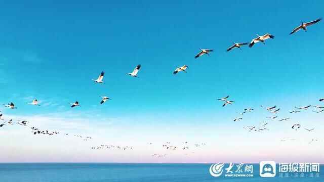 什么是东营