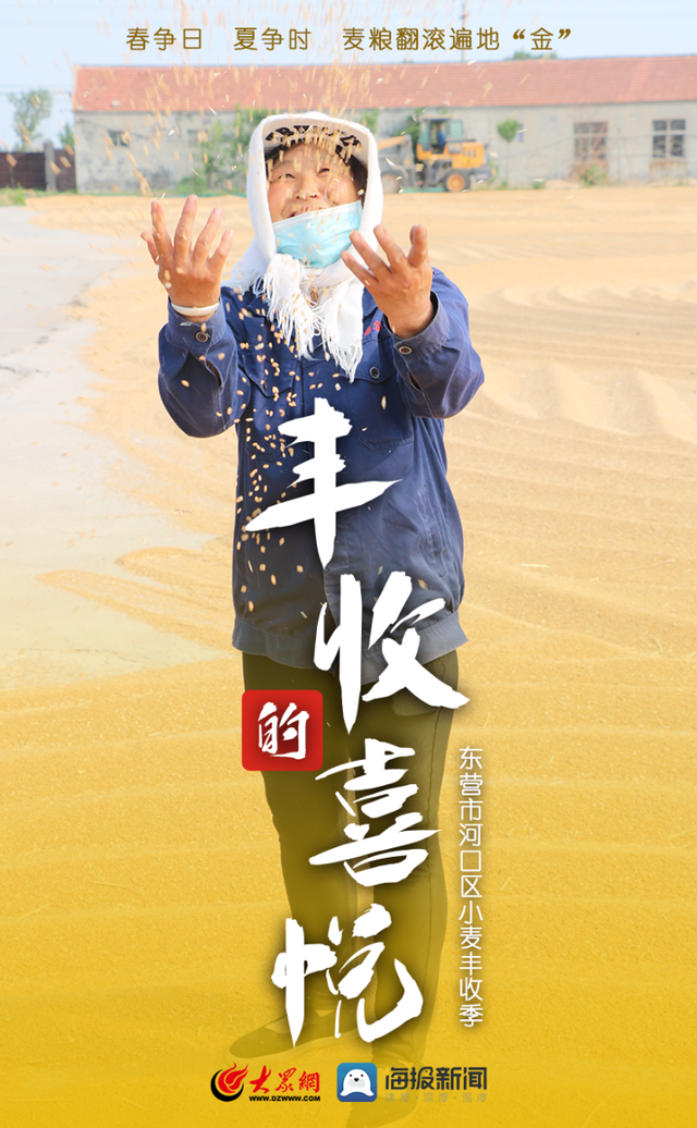 微海报｜春争日 夏争时 河口区麦粮翻滚遍地“金”