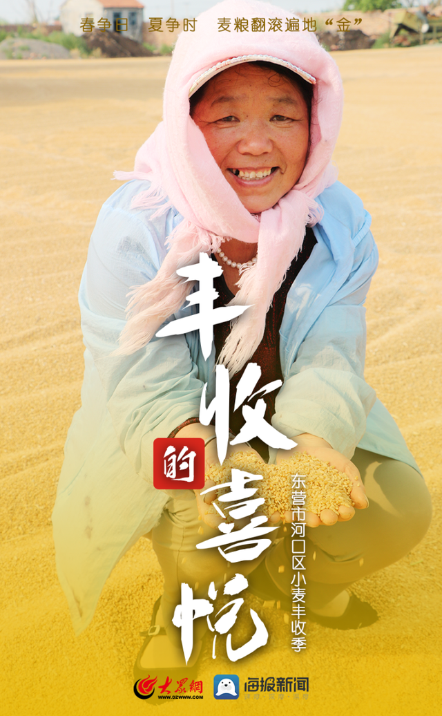 微海报｜春争日 夏争时 河口区麦粮翻滚遍地“金”