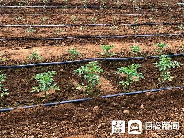 广饶县码后村“美食+采摘”乡村旅游业驶入“快车道”