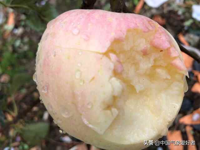 巨大冰雹突袭大连烟台，汽车苹果非常受伤！网友：大寒潮要来了？