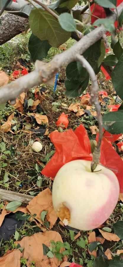 山东烟台突降冰雹大如鸡蛋，击伤丰收前的满树苹果