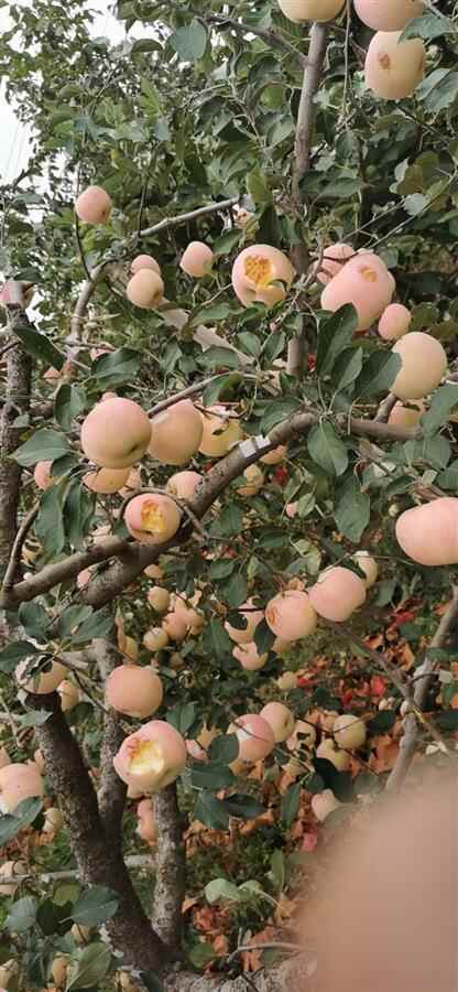 山东烟台突降冰雹大如鸡蛋，击伤丰收前的满树苹果