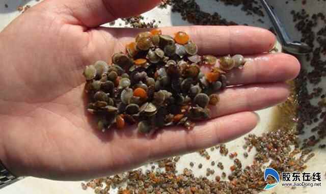 【特色小镇】长岛县北隍城乡:旅游避暑疗养胜地