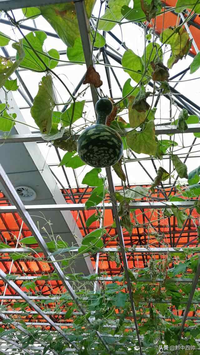 走进蓬莱仙界，沐浴秋日阳光感受秋收的喜悦