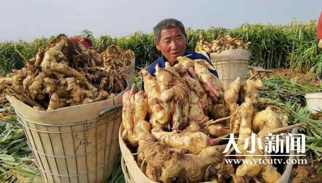 烟台福山：鲜姜收获忙