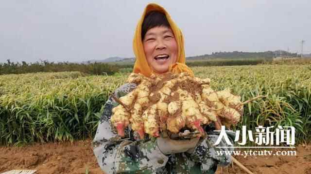 烟台福山：鲜姜收获忙