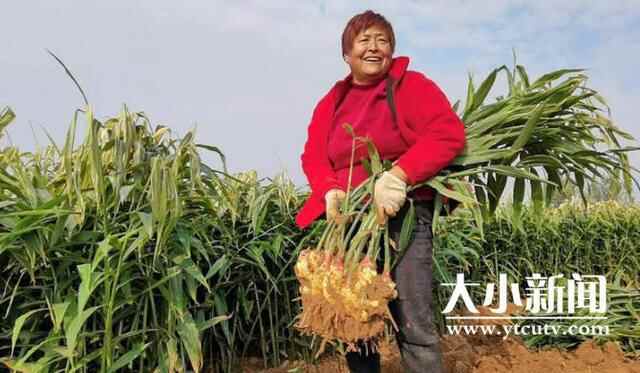 烟台福山：鲜姜收获忙