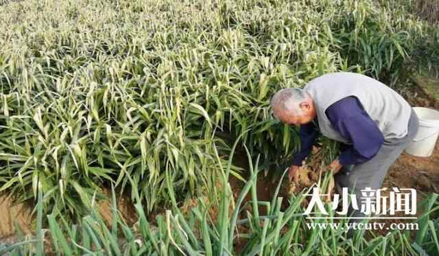烟台福山：鲜姜收获忙