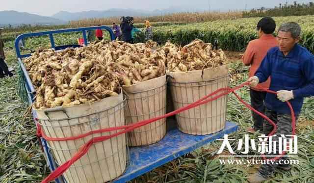 烟台福山：鲜姜收获忙