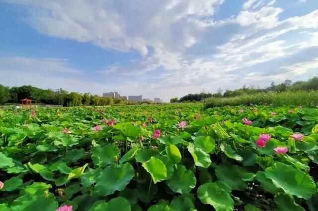 蓬莱，城市不大……却是我永远放不下的家
