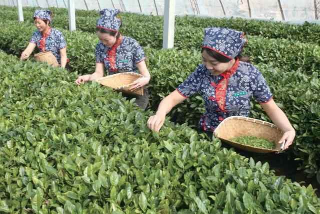 预告 | 电商大咖云集，一镇一品亮相！海阳电商发展大会明日启动