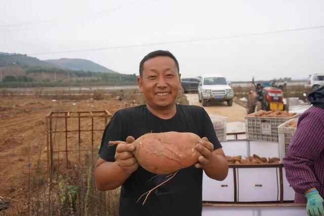 栖霞观里有个“地瓜王”！150多亩地瓜大丰收，咱瞅瞅去
